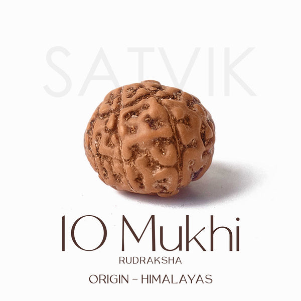 Certified 10 Mukhi Natural Rudraksha Bead (Himalaya)