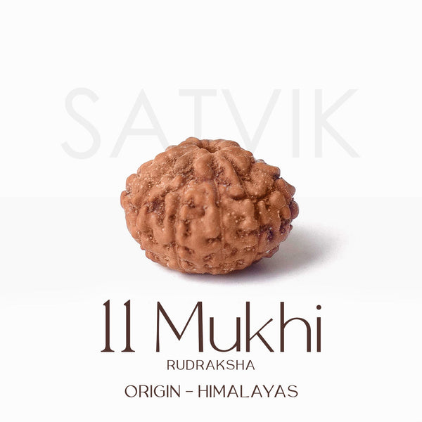 Certified 11 Mukhi Natural Rudraksha Bead (Himalaya)