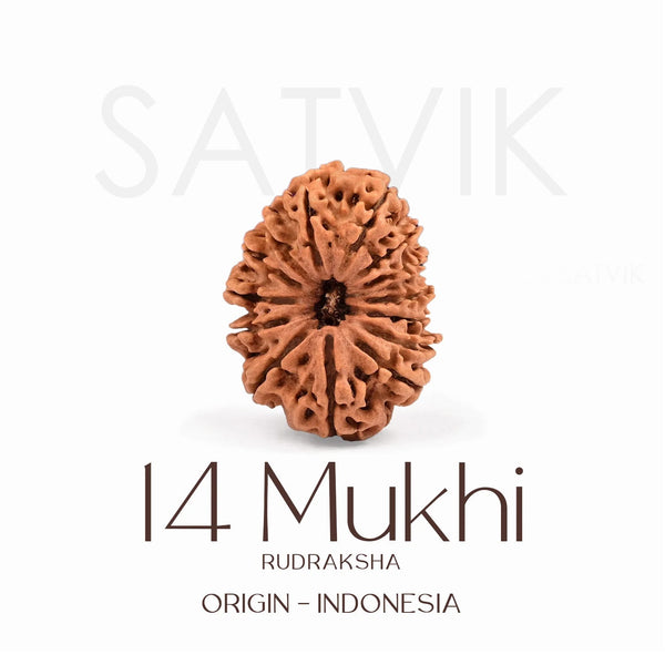 Certified 14 Mukhi Rudraksha Bead from Indonesia