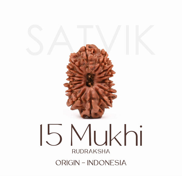 Certified 15 Mukhi Rudraksha Bead from Indonesia