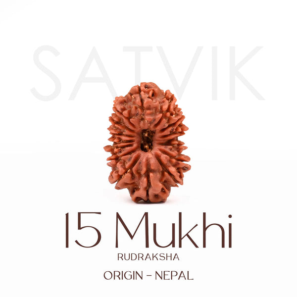 Certified 15 Mukhi Rudraksha Bead from Nepal