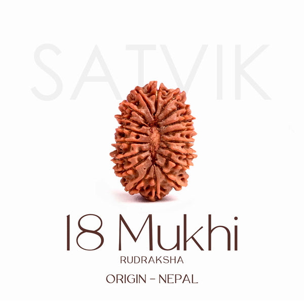 Certified 18 Mukhi Rudraksha Bead – Nepali