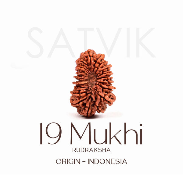 Certified 19 Mukhi Rudraksha Bead – Indonesia