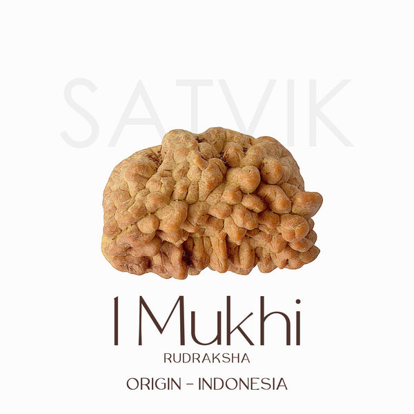 Certified 1 Mukhi Natural Rudraksha Bead (Indonesia)
