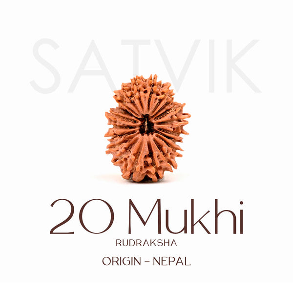 Certified 20 Mukhi Rudraksha Bead – Nepali