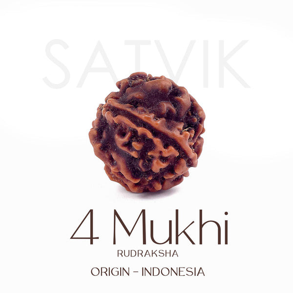 Certified 4 Mukhi Natural Rudraksha Bead (Indonesia)