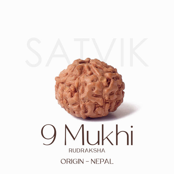 Certified 9 Mukhi Natural Rudraksha Bead (Nepal)
