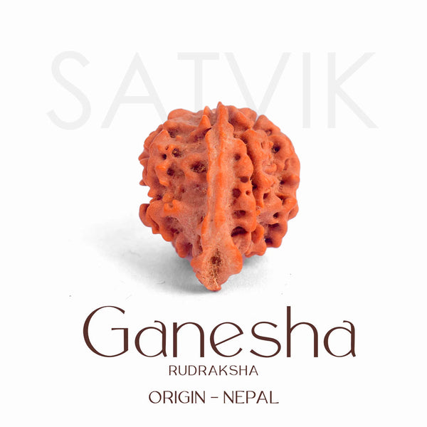 Certified Ganesh Mukhi Natural Rudraksha Bead (Nepal)
