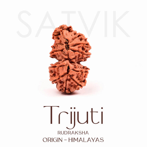 Certified Trijuti Rudraksha Bead – Himalaya