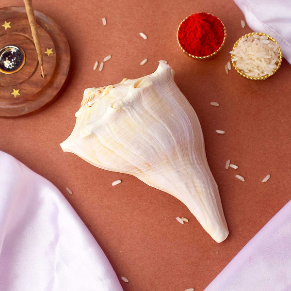 Natural Dakshinavarti Shankh (Conch) for Lakshmi Blessings – 12-13 cm