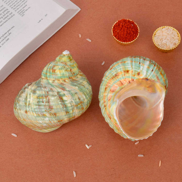 Ablon Green Turbo Shell (Turbo Marmoratus) – Natural Conch for Vastu & Decor