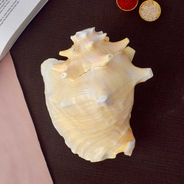Dakshinavarti Annapurna Shankh (Conch Shell) – For Abundance, Vastu & Blessings