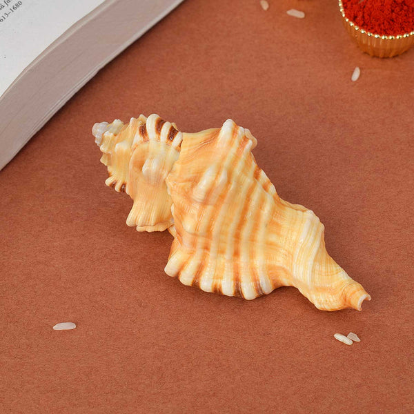 Ganesh Shankh (Cymatium lotorium) – Wisdom & Protection