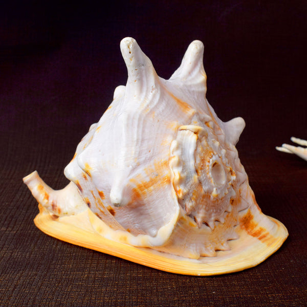 Gomukhi Shankha (Queen Helmet) – Divine Aura for Serenity, Strength & Spiritual Grace