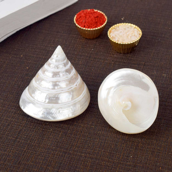 Moti Shankh (Pearl Trochus) – Purity, Peace & Pooja Blessings