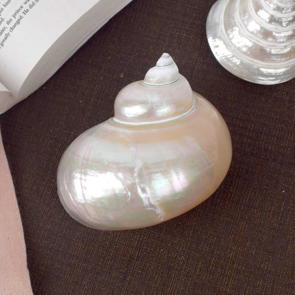 Moti Shipe Shankh (Turbo marmoratus) – Peace & Prosperity