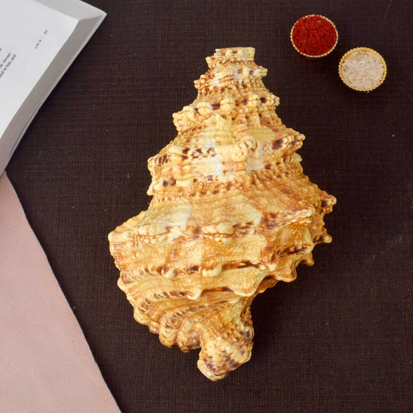 Sughosh Shankh (Bursa Bubo) – Sacred Sound of Positivity, Vastu & Devotion