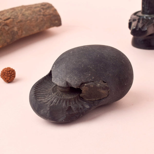 Original Kali Gandaki Vishnu Shaligram from Nepal River