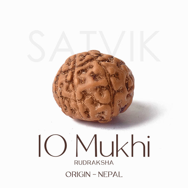 Certified 10 Mukhi Natural Rudraksha Bead (Nepali)