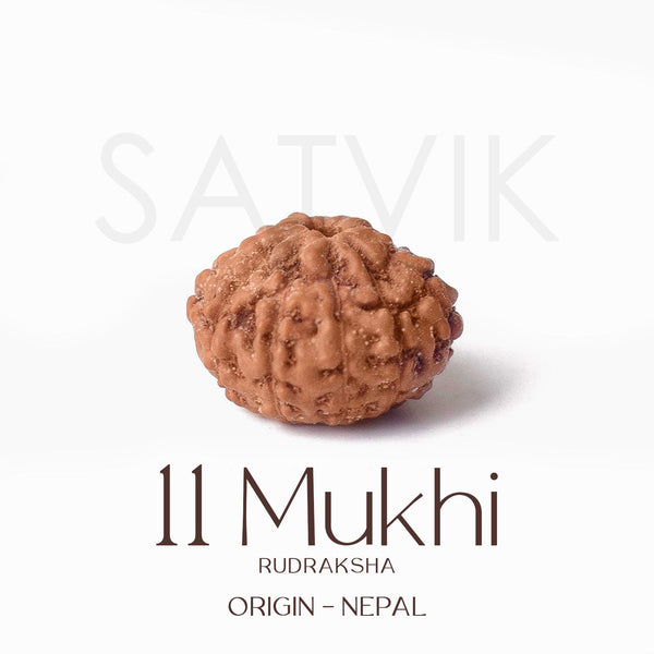 Certified 11 Mukhi Natural Rudraksha Bead (Nepali)