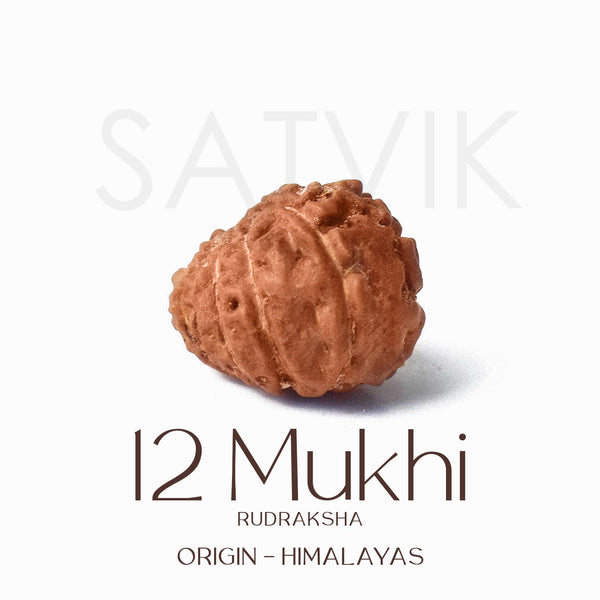 Certified 12 Mukhi Natural Rudraksha Bead (Himalaya)