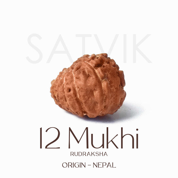 Certified 12 Mukhi Natural Rudraksha Bead (Nepali)