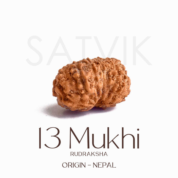 Certified 13 Mukhi Natural Rudraksha Bead (Nepali)