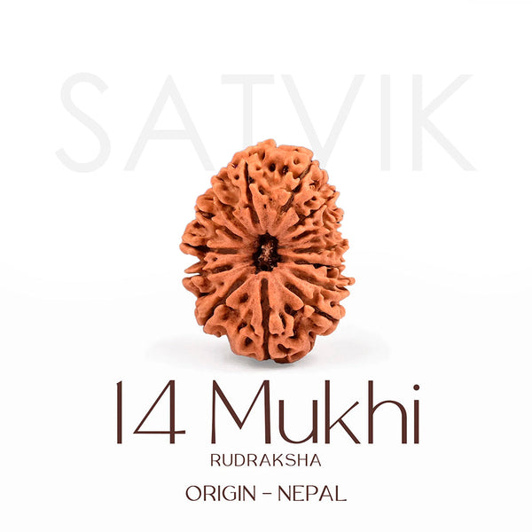 Certified 14 Mukhi Rudraksha Bead from Nepal