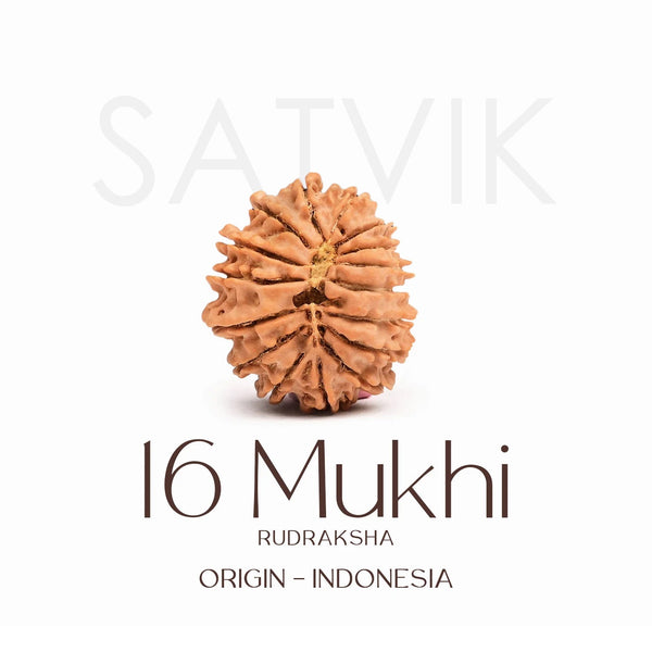 Certified 16 Mukhi Rudraksha Bead – Indonesia