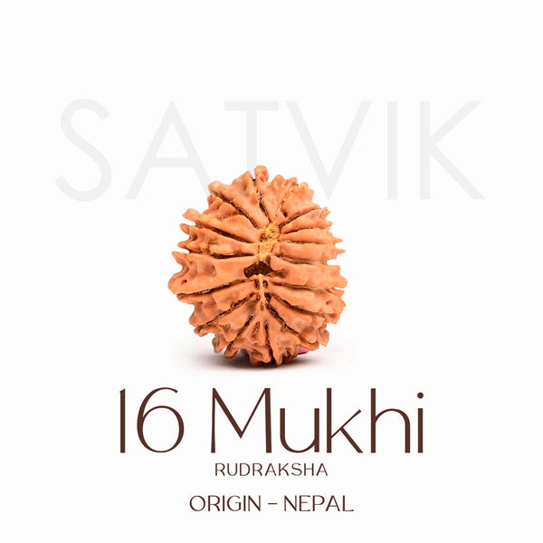 Certified 16 Mukhi Rudraksha Bead – Nepali