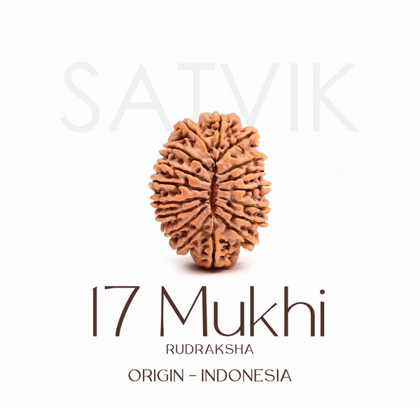 Certified 17 Mukhi Rudraksha Bead – Indonesia
