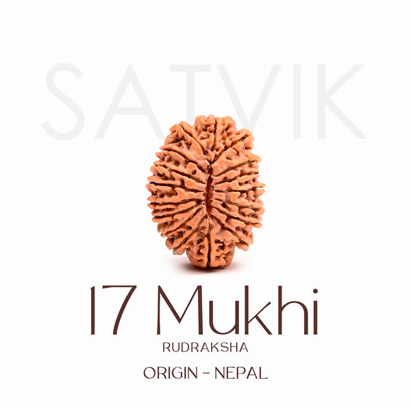 Certified 17 Mukhi Rudraksha Bead – Nepali
