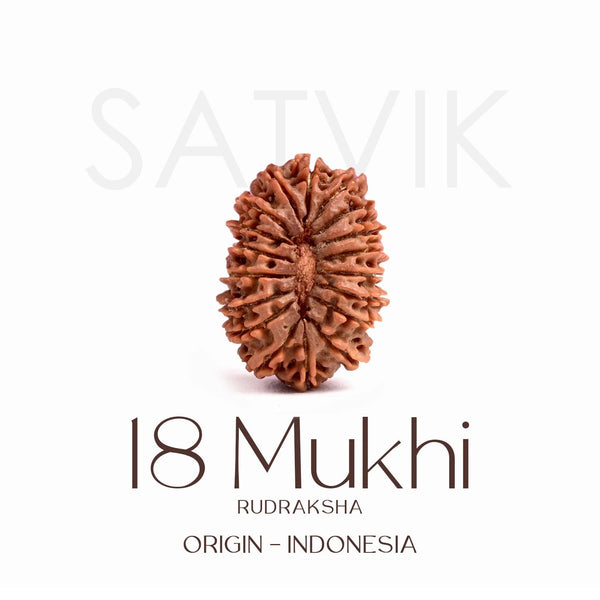 Certified 18 Mukhi Rudraksha Bead – Indonesia