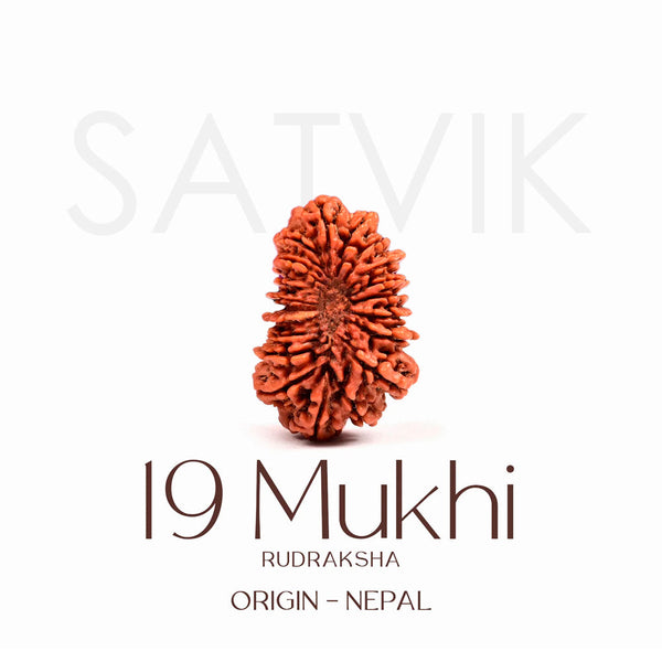 Certified 19 Mukhi Rudraksha Bead – Nepali