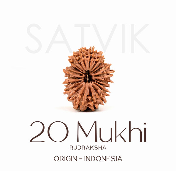Certified 20 Mukhi Rudraksha Bead – Indonesia