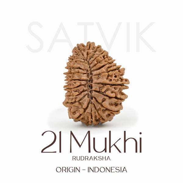Certified 21 Mukhi Rudraksha Bead – Indonesia