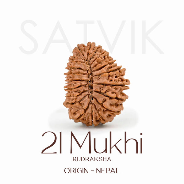 Certified 21 Mukhi Rudraksha Bead – Nepali
