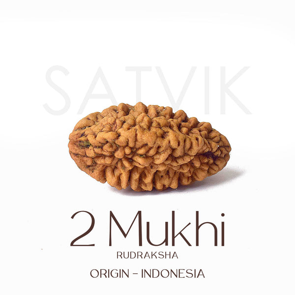 Certified 2 Mukhi Natural Rudraksha Bead (Indonesia)