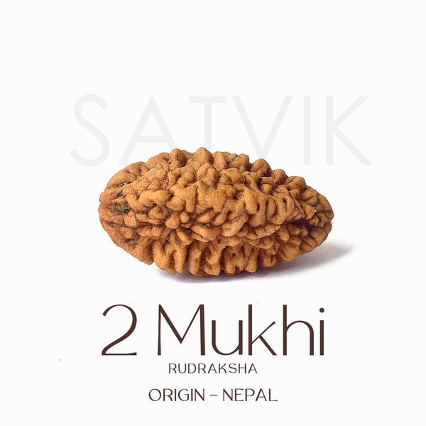 Certified 2 Mukhi Natural Rudraksha Bead (Nepal)