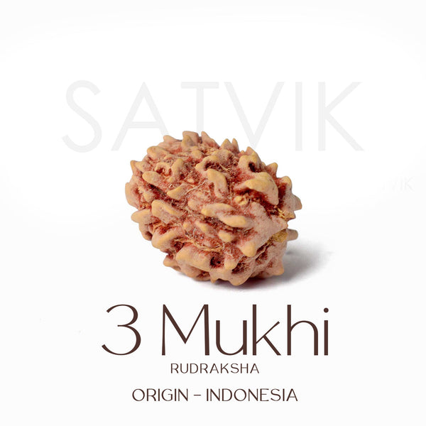 Certified 3 Mukhi Natural Rudraksha Bead (Indonesia)