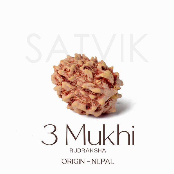 Certified 3 Mukhi Natural Rudraksha Bead (Nepali)