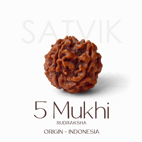 Certified 5 Mukhi Rudraksha Bead for (Indonesia)
