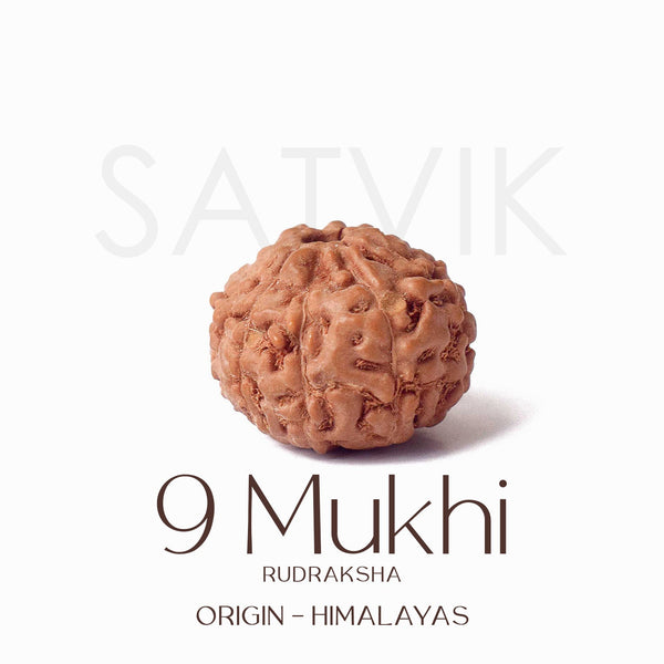 Certified 9 Mukhi Natural Rudraksha Bead (Himalaya)