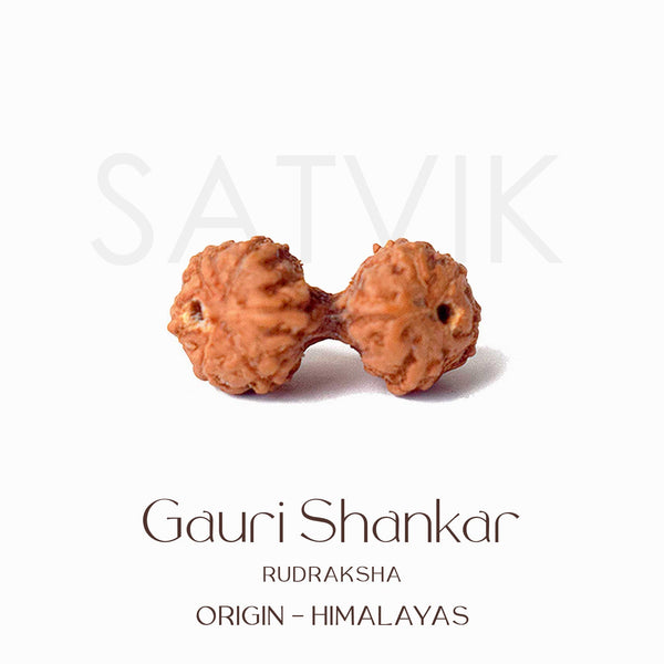 Certified Gauri Shankar Mukhi Natural Rudraksha Bead (Himalaya)