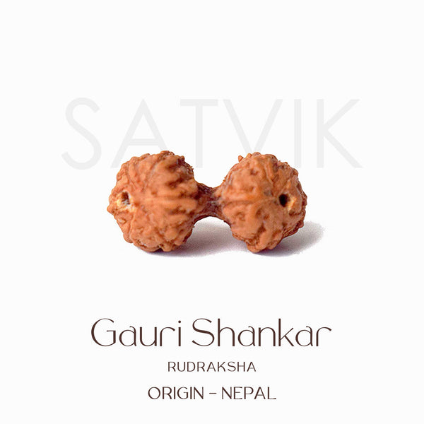 Certified Gauri Shankar Mukhi Natural Rudraksha Bead (Nepal)