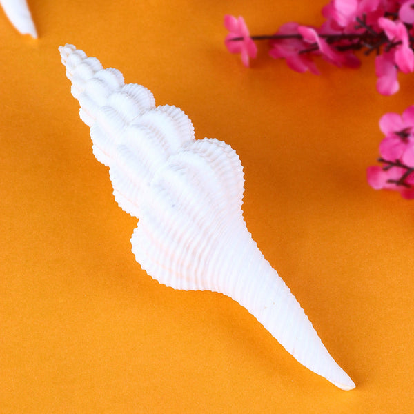 Regular White Ganesh Shankh (Conch Shell)