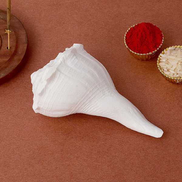 Natural 100% Original Dakshinavarti Shankh (Conch Shell) 10–11 cm