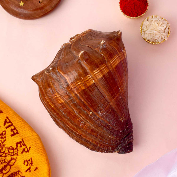 Natural Brown Dakshnavarti Shankh for Pooja