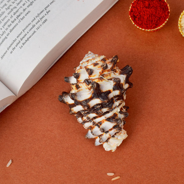 Rahu Shankh (Vasum turbinellus) – For Planetary Balance, Protection & Vastu Healing